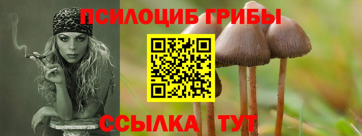 Псилоцибиновые грибы Psilocybe Егорьевск